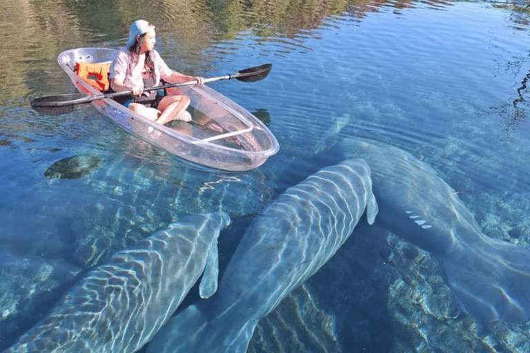 Silver Springs: Manatíes y Monos Excursión guiada en kayak transparenteSilver Springs: Manatíes y Monos Excursión Guiada en Kayak Claro