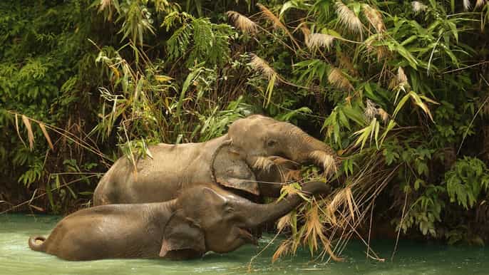 phuket ethical halfday elephant observation tour