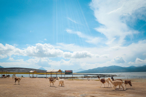 Mountain Escape: Discover Salinas & Aguada Blanca in One Day