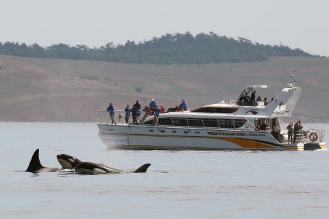 Victoria: Guided Wildlife-Watching Tour by Catamaran