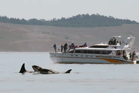Victoria: Visita guiada de catamarã para observação da vida selvagem