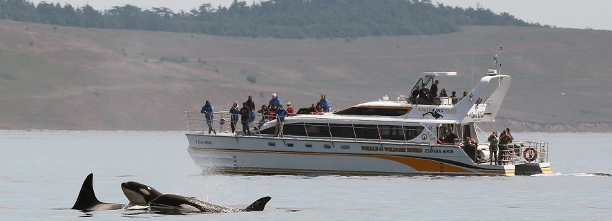 Victoria: Guided Wildlife-Watching Tour by Catamaran