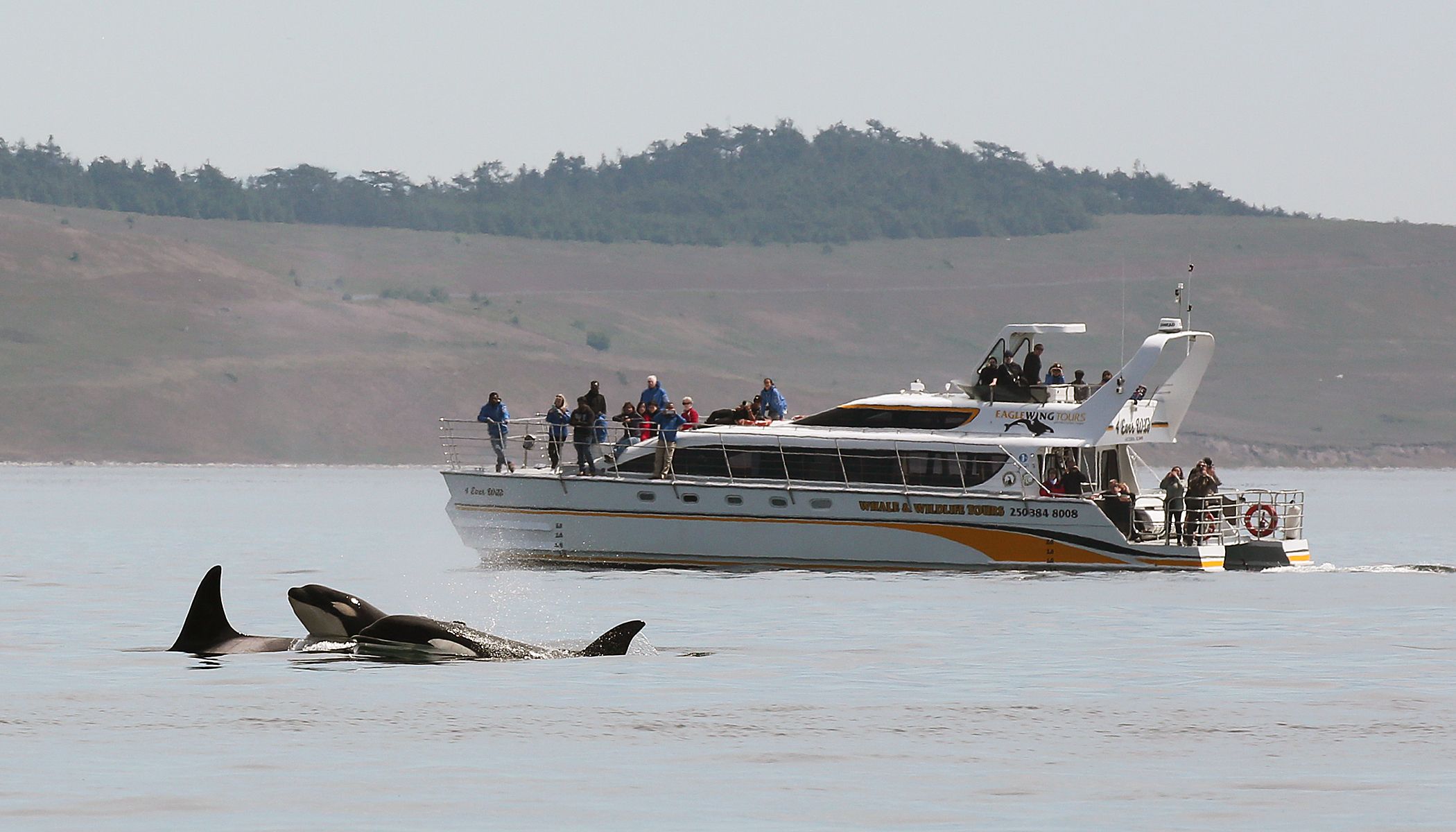 Victoria: Geführte Wildlife-Watching Tour mit dem Katamaran