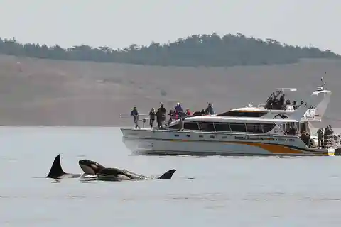 Victoria: Guided Wildlife-Watching Tour by Catamaran