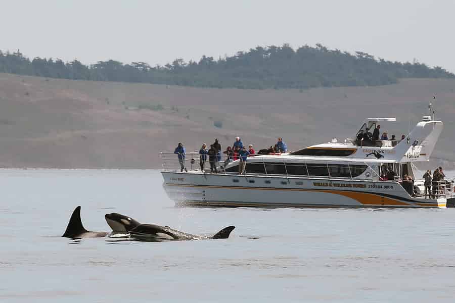 Victoria: Geführte Wildlife-Watching Tour mit dem Katamaran. Foto: GetYourGuide