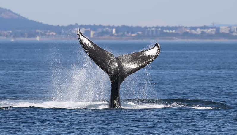 Victoria: Guided Wildlife-Watching Tour By Catamaran | GetYourGuide