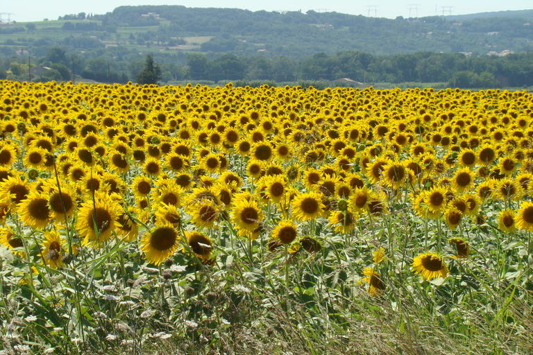 Ab Toulouse: Private Sightseeing-Tour durch Carcassonne und Albi