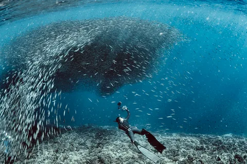 Cebu: Immersione con le sardine e Snorkeling all'isola Pescador