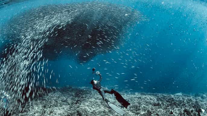cebu deepsea diving at moalboal and pescador island