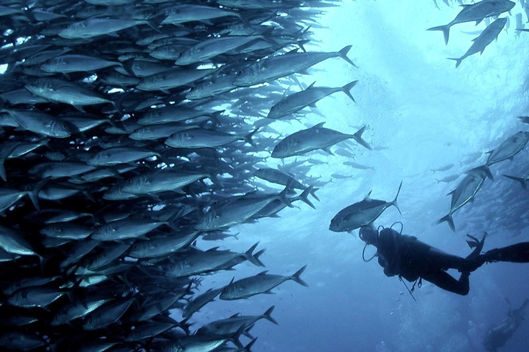 Cebu: Scuba Diving with Sardines and Turtle Snorkel