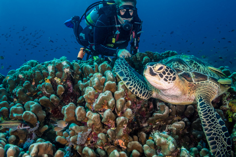 Cebu: Scuba Diving with Sardines and Turtle Snorkel
