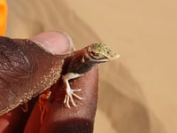 Swakopmund, Quad Biking Explorer Tour - Hizvo