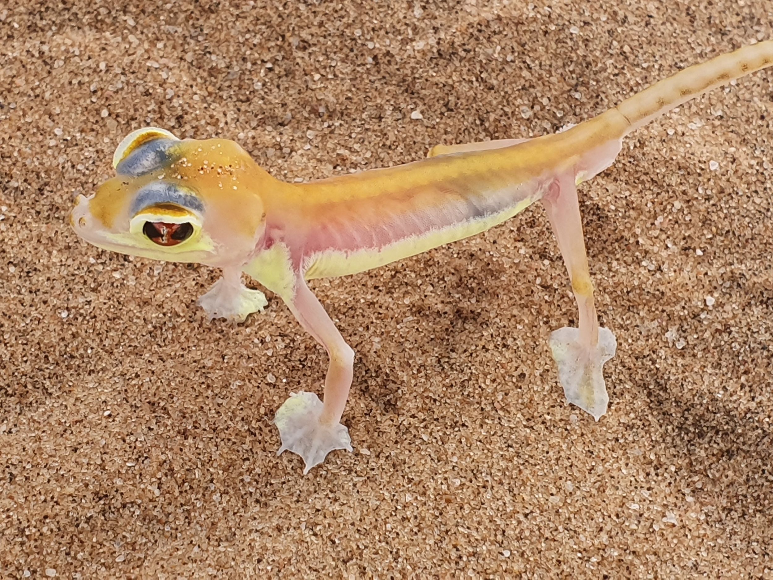 Swakopmund: Little Five Desert Wildlife Quad Biking Tour