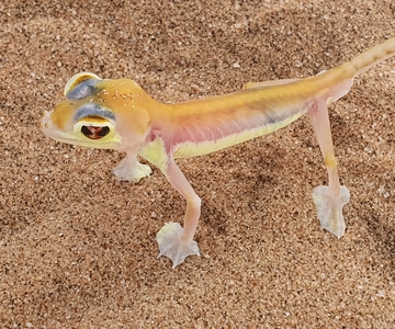 Swakopmund: Little Five Desert Wildlife Quad Biking Tour