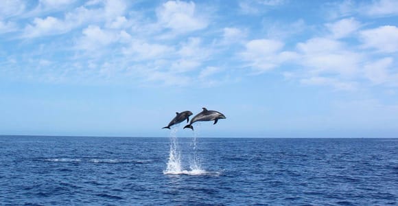 Madeira: 2.5-Hour Whale and Dolphin-Watching Cruise