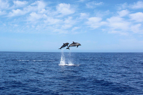 Madère : croisière d&#039;observation des baleines et des dauphins de 2,5 heuresCroisière de groupe