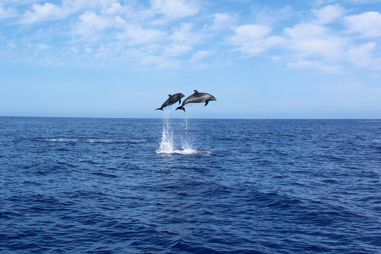 Madère : croisière d&#039;observation des baleines et des dauphins de 2,5 heuresCroisière de groupe