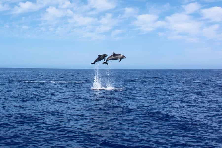 Madeira: 2,5-stündige Whale-Watching-Bootsfahrt mit Delfinbeobachtung. Foto: GetYourGuide