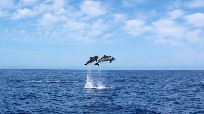 madeira crociera di 25 ore con avvistamento di balene e delfini