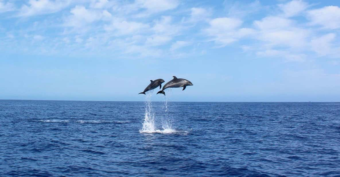 Madère : Croisière D'observation Des Baleines Et Des Dauphins De 2,5 ...