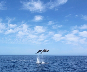 Madeira: 2.5-Hour Whale and Dolphin-Watching Cruise