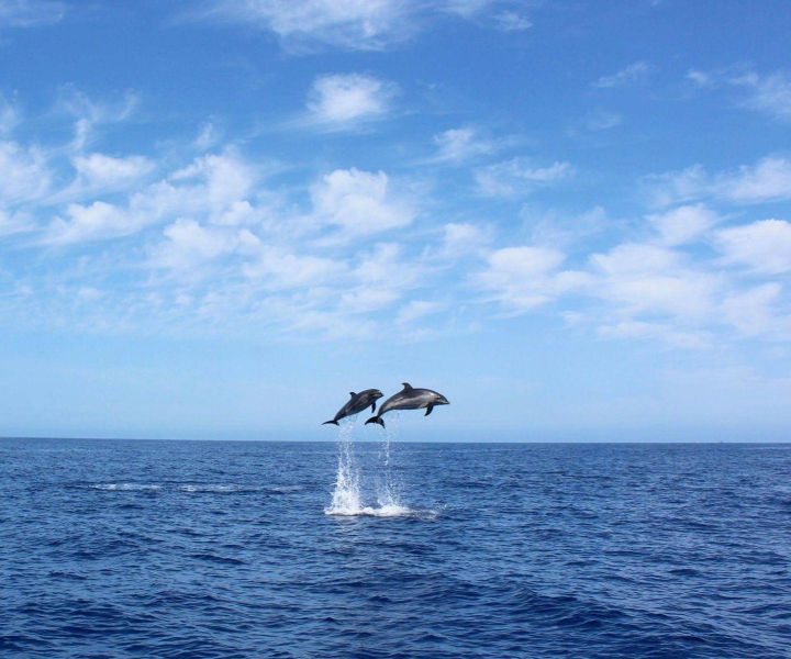 Madeira: 2.5-Hour Whale and Dolphin-Watching Cruise