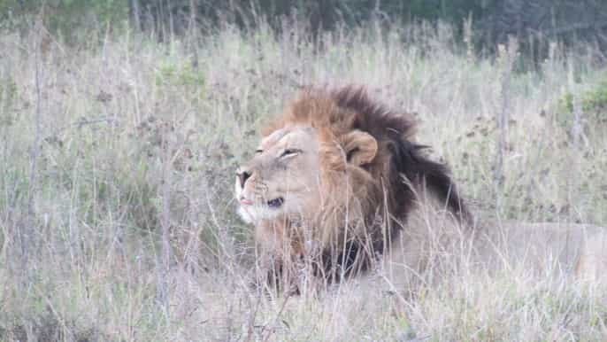 port elizabeth fullday addo schotia game reserve tour