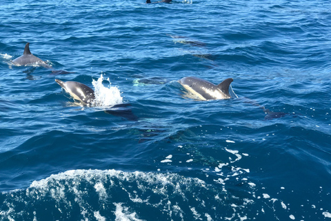 Madeira: Whale and Dolphin Watching Private Cruise Gringo Yacht Whale and Dolphin Watching Private Charter