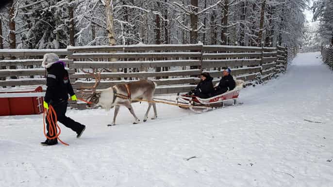 rovaniemi husky park and reindeer farm combo by minibus