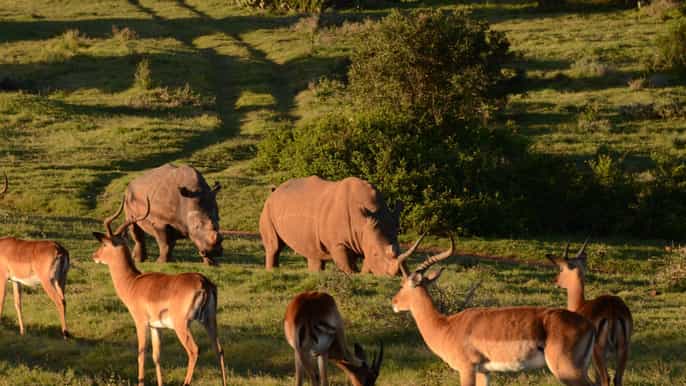 port elizabeth halfday private game reserve tour dinner