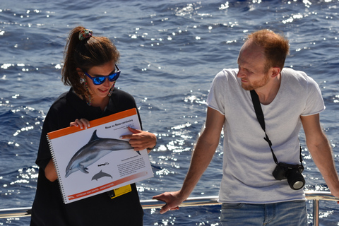 Tour de lujo de avistamiento de ballenas y delfines todo incluido