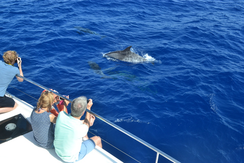 Tour de lujo de avistamiento de ballenas y delfines todo incluido