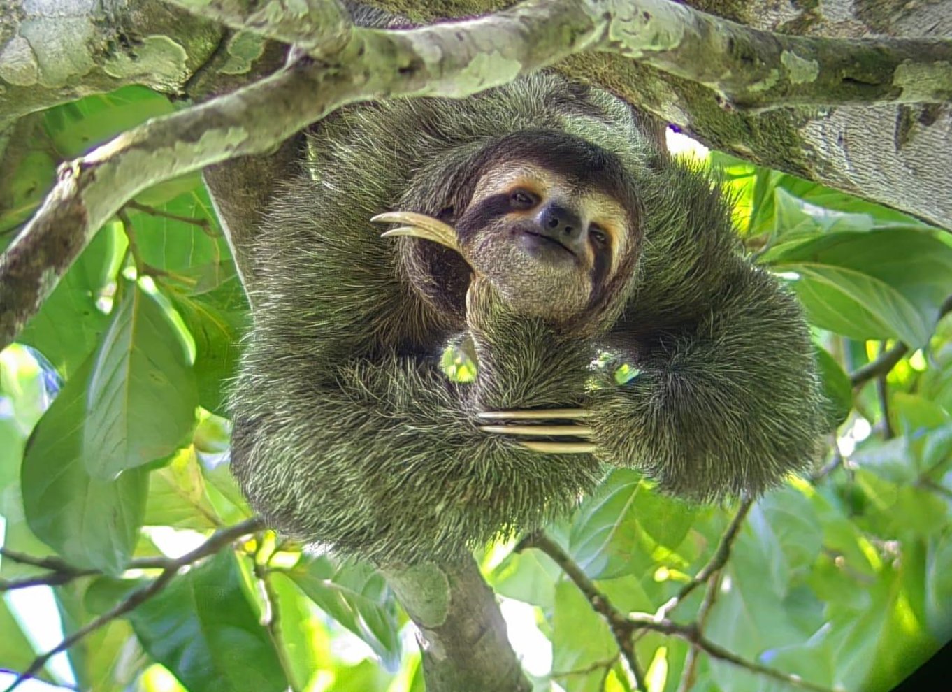 Manuel Antonio Nationalpark: Guidet tur med ENTRÉ INKLUDERET