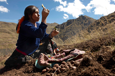 Från Cusco: Kulturell upplevelse på en potatisodling för ursprungsbefolkningen