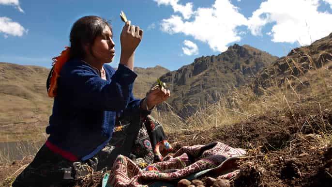 de cusco expérience culturelle dune ferme de pommes de terre indigène