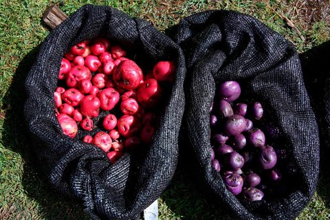 Van Cusco: Culturele ervaring van de inheemse aardappelboerderij