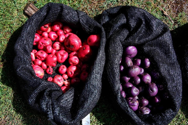 De Cusco: Expérience culturelle d'une ferme de pommes de terre indigène
