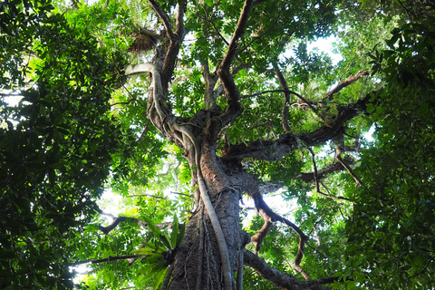 Gorges de la Mossman : excursion d&#039;une journée avec dérive de la rivièreRamassage à Port Douglas