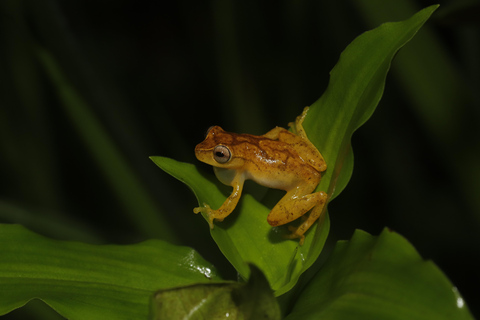 São Paulo: Forest Night Walk Tour with a Biologist