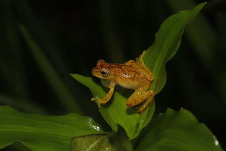 São Paulo: Forest Night Walk Tour with a Biologist