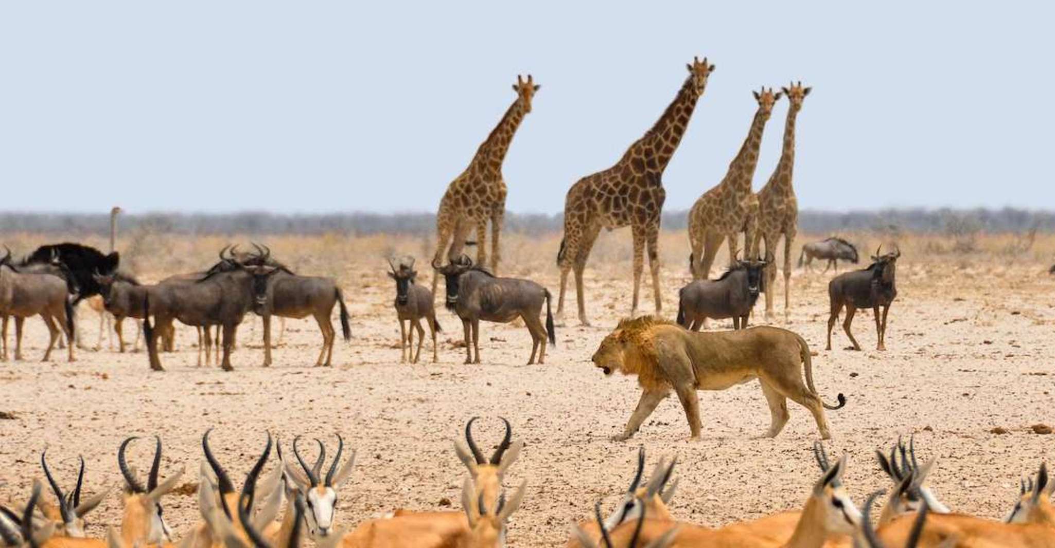 Etosha National Park, Full or Half-Day Game Drive - Housity