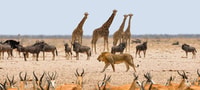 Etosha National Park, Full or Half-Day Game Drive - Housity