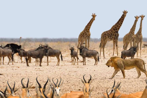 Etosha Nationaal Park: Hele of halve dag gamedriveTour van een halve dag