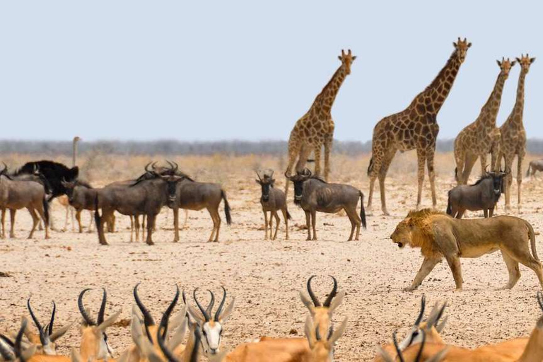 Etosha-Nationalpark: Ganz- oder halbtägige PirschfahrtHalbtagestour