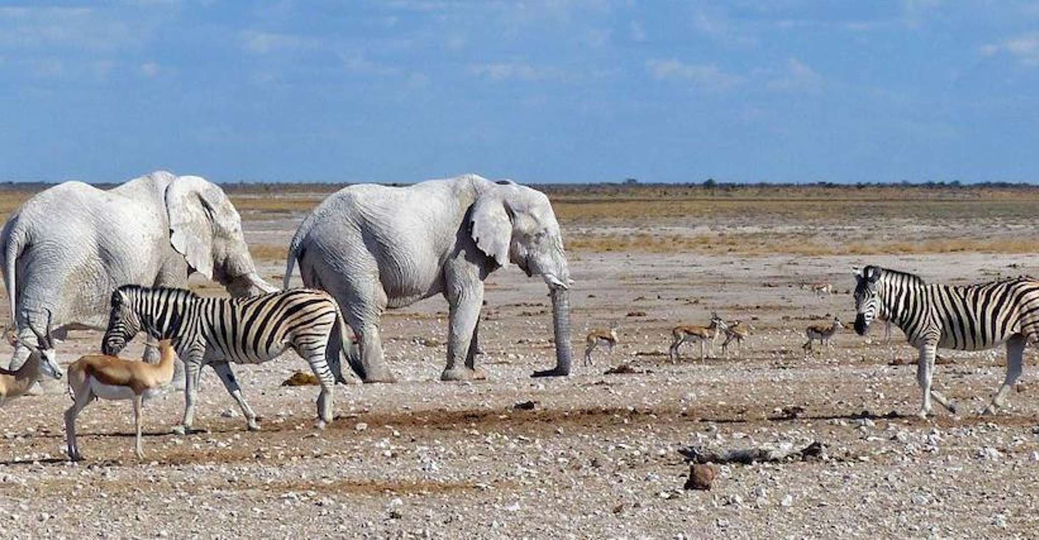 Etosha National Park, Full or Half-Day Game Drive, Etosha National Park ...