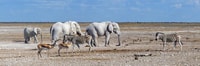 Etosha National Park, Full or Half-Day Game Drive - Housity