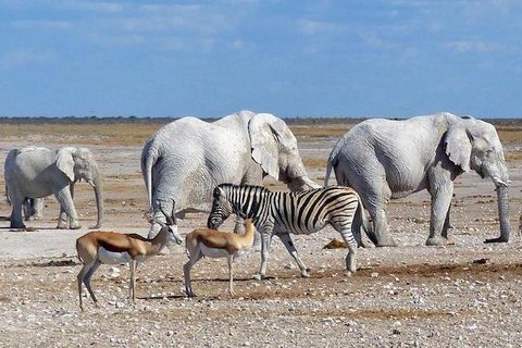 Etosha Nationaal Park: Hele of halve dag gamedriveTour van een halve dag