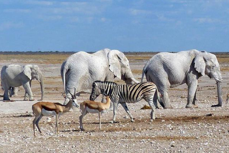 Etosha nationalpark: Hel- eller halvdags safariHalvdagstur