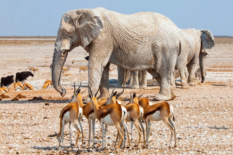 Etosha Nationaal Park: Hele of halve dag gamedriveTour van een halve dag