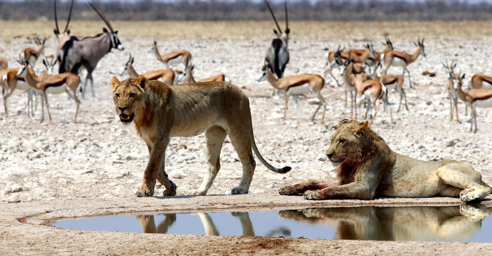 Etosha National Park, Full or Half-Day Game Drive, Etosha National Park ...